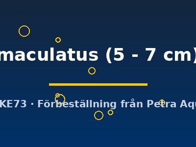 maculatus (5 - 7 cm)