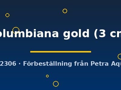 columbiana gold (3 cm)
