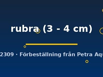 rubra (3 - 4 cm)