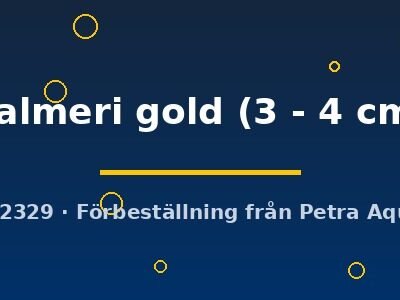 palmeri gold (3 - 4 cm)