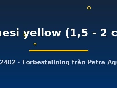 innesi yellow (1,5 - 2 cm)