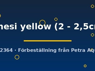 innesi yellow (2 - 2,5cm)