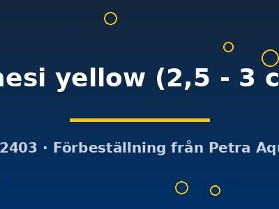 innesi yellow (2,5 - 3 cm)