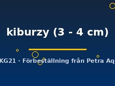 Pseudochalceus kiburzy 3–4 cm