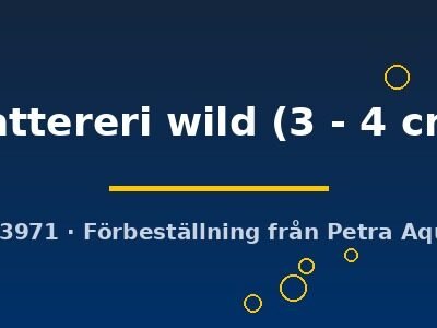 nattereri wild (3 - 4 cm)
