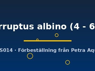 interruptus albino (4 - 6 cm)