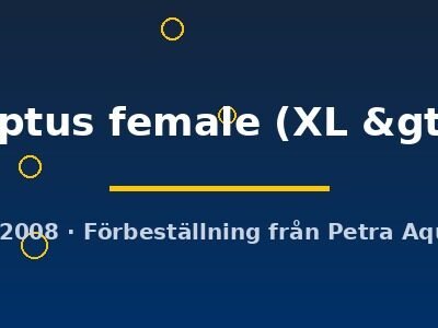 interruptus female (XL > 5 cm)
