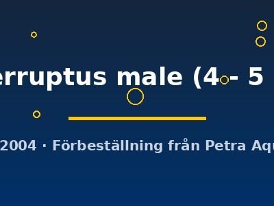 interruptus male (4 - 5 cm)