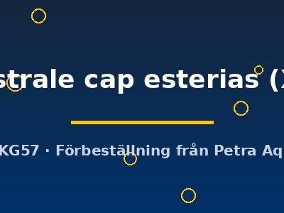 Aphyosemion australe cap esterias XL