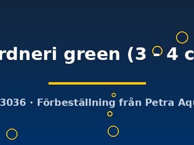 gardneri green (3 - 4 cm)