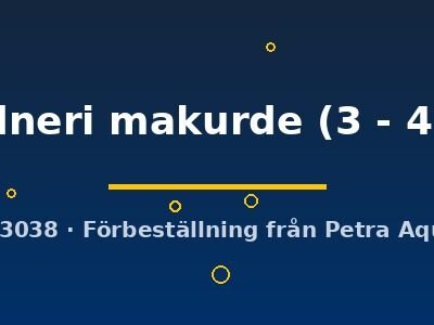 gardneri makurde (3 - 4 cm)