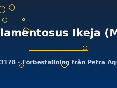 Fundulopanchax filamentosus Ikeja M
