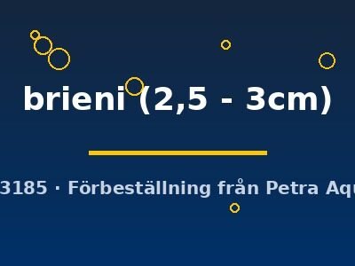 brieni (2,5 - 3cm)