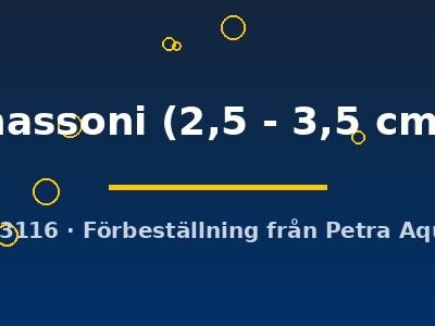hassoni (2,5 - 3,5 cm)