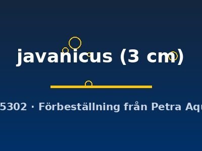 javanicus (3 cm)