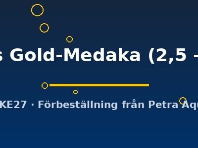 latipes Gold-Medaka (2,5 - 3 cm)