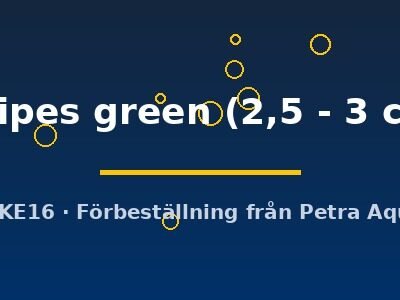 latipes green (2,5 - 3 cm)