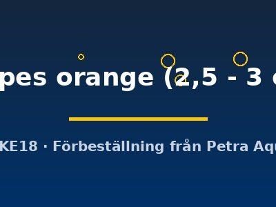 latipes orange (2,5 - 3 cm)