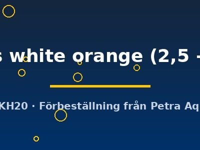 Oryzias latipes white orange 2,5–3 cm