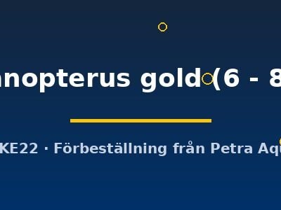 melanopterus gold (6 - 8 cm)