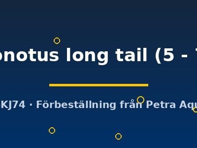 gonionotus long tail (5 - 7 cm)