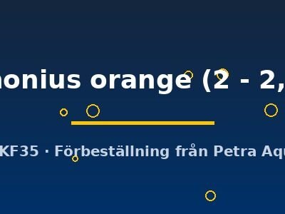 conchonius orange (2 - 2,5 cm)