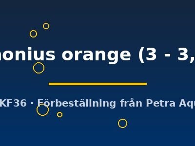 conchonius orange (3 - 3,5 cm)