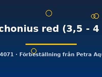 conchonius red (3,5 - 4 cm)