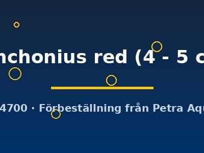conchonius red (4 - 5 cm)