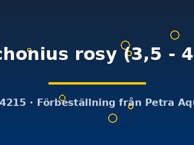 conchonius rosy (3,5 - 4 cm)