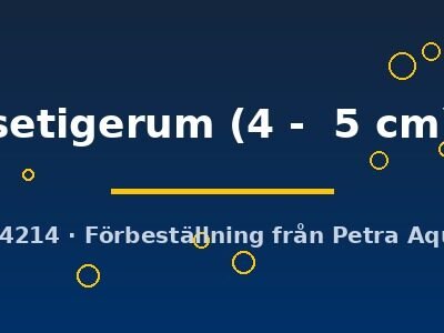 setigerum (4 - 5 cm)