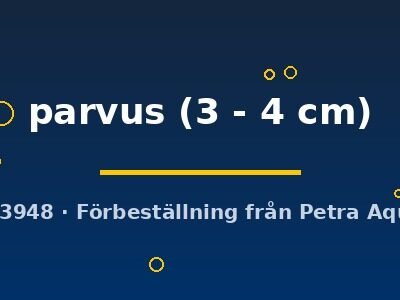 parvus (3 - 4 cm)