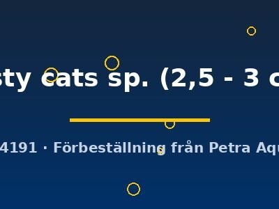 rusty cats sp. (2,5 - 3 cm)