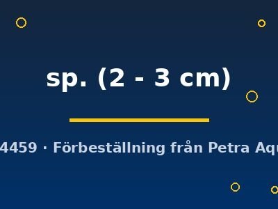 sp. (2 - 3 cm)