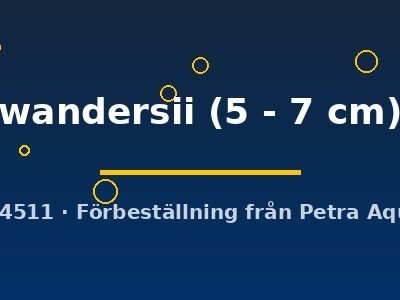 wandersii (5 - 7 cm)