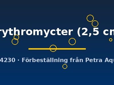 Pethia erythromycter 2,5 cm