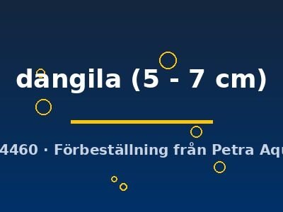 Danio dangila 5–7 cm