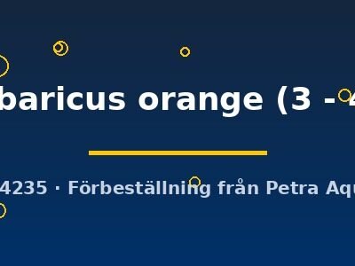 Danio malabaricus orange 3–4 cm