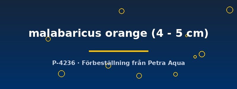 petra-ph2-177845 Danio malabaricus orange 4–5 cm