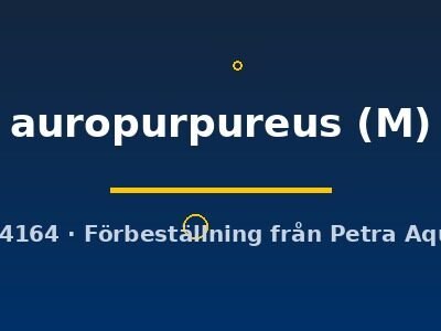Inlecypris auropurpureus M