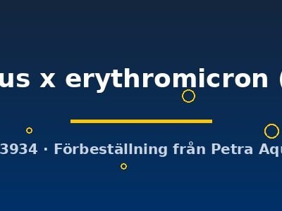 marginatus x erythromicron (1 - 2 cm)