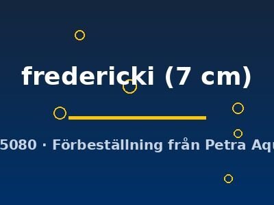Melanotenia fredericki 7 cm