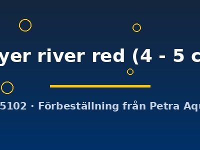 Goyer river red (4 - 5 cm)