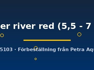 Goyer river red (5,5 - 7 cm)