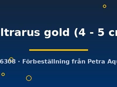 Alfaro cultrarus gold 4–5 cm
