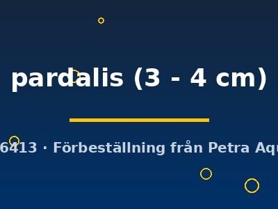 pardalis (3 - 4 cm)