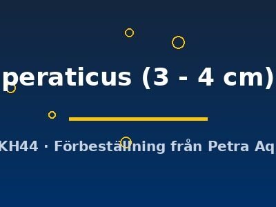 peraticus (3 - 4 cm)