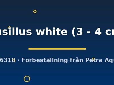 pusillus white (3 - 4 cm)