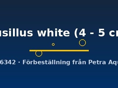 pusillus white (4 - 5 cm)