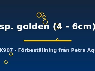 sp. golden (4 - 6cm)